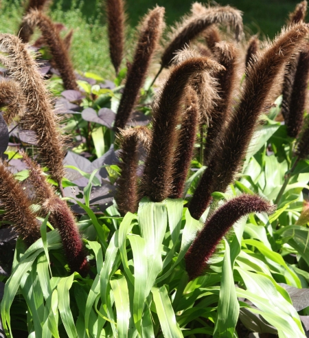 Пеннисетум сизый / Pennisetum glaucum (контейнер)