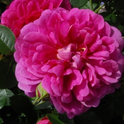 Роза английская Princess Anne