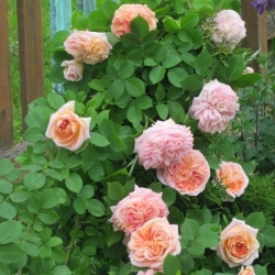 Роза Алхимист (шраб)
