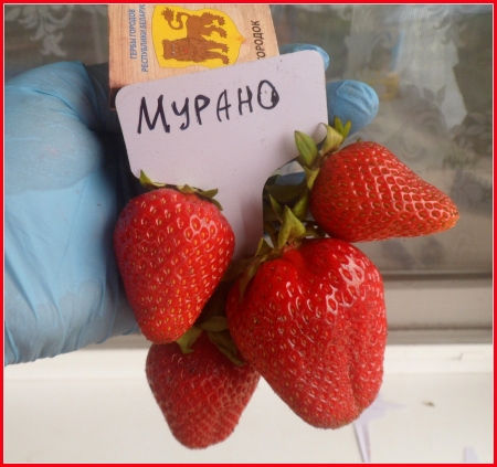 Клубника ремонтантная "Мурано"