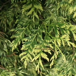 Туя складчатая Зебрина(контейнер)\Thuja plicata Zebrina
