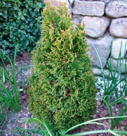 Туя западная "Коппер Голд"\Thuja occidentalis "Copper Gold"