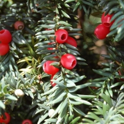 Тис ягодный\Taxus baccata 3г (40-60см)