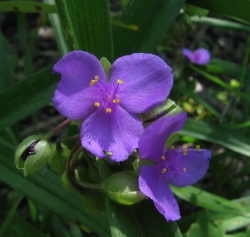 Традисканция (Tradescantia) виргинская фиолетовая