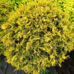 Туя западная Голден Глоб\Thuja occidentalis Golden Globe)