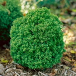 Туя западная "Тедди" \ Thuja occidentalis Teddy"