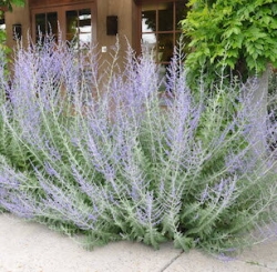 Перовския лебедолистная полынь (контейнер)\Perovskia atriplicifolia