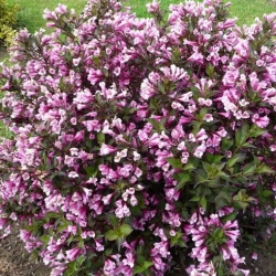 Вейгела Нана Пурпуреа\Weigela florida Nana Purpurea