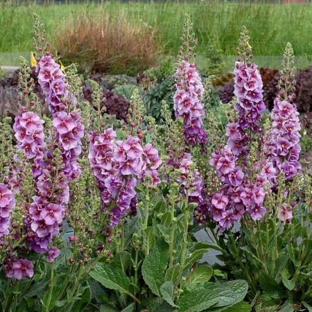 Коровяк (Вербаскум, Цельзия)\Verbascum (смесь)
