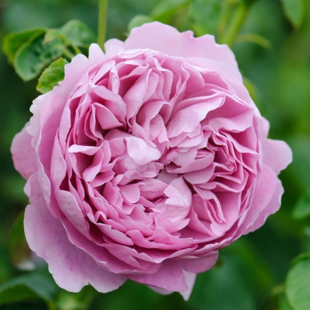 Роза английская Charles Rennie Mackintosh