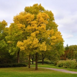 Ясень обыкновенный золотолистный ("Golden Desert")
