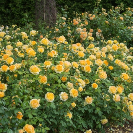 Роза английская Мулинекс (шраб)