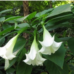 Бругмансия белая Monster White Suaveolens (контейнер)
