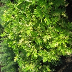 Полынь декоративная Oriental Limelight