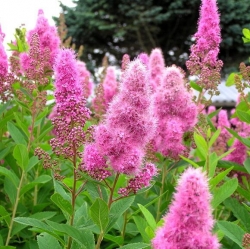 Спирея иволистная розовая \ Spiraea salicifolia