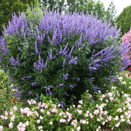 Витекс Священный, Авраамово дерево \Vitex Agnus castus