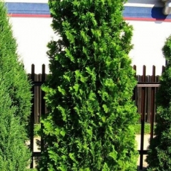 Туя западная Спиралис\Thuja occidentalis Spiralis (30-35см, контейнер)
