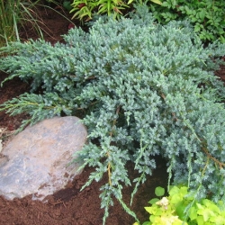 Можжевельник чешуйчатый Blue carpet (контейнер)