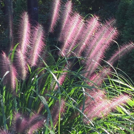 Пеннисетум лисохвостовый Red Head \ Pennisetum alopecuroides Red Head