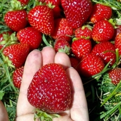 Клубника поздняя "Флоренс"