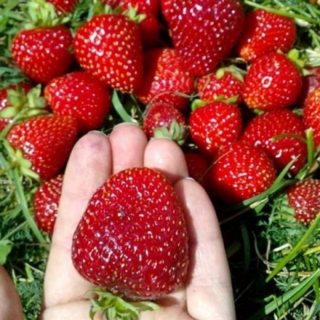 Клубника поздняя "Флоренс"