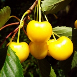 Вишня желтая (узкопирамидальная)