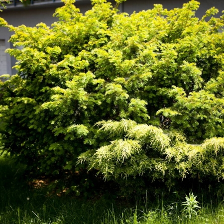 Тис ягодный Elegantissima \ Taxus baccata Elegantissima