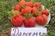 Клубника ранняя "Дарселект"