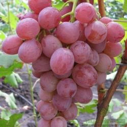 Виноград "Анюта" (столовый)