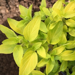 Душица обыкновенная "Ауреа"/Origanum vulgare aureum