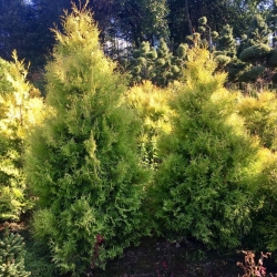 Туя вересковидная "Эльвангера"\Thuja "Ellwangeriana"