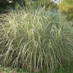 Вейник остроцветковый \ Calamagrostis acutifolia Overdam