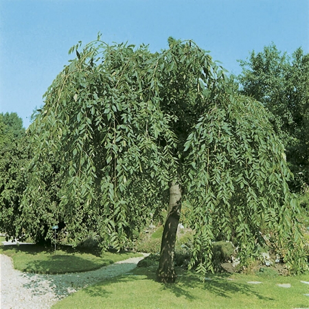 Ясень обыкновенный Пендула\Fraxinus excelsior Pendula