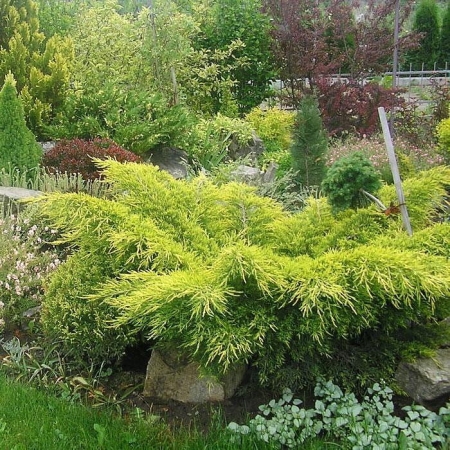 Можжевельник средний Пфитцериана Ауреа \ Juniperus Pfitzeriana Aurea