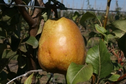 Груша "Говерла"