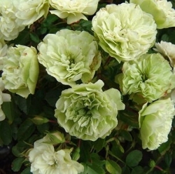 Роза бордюрная, спрей  Зелёный лед