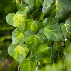 Плющ колхидский \ Hedera colchica (контейнер)