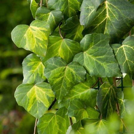 Плющ колхидский \ Hedera colchica (контейнер)