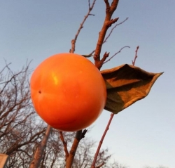 Хурма Гора Говерла