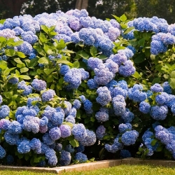 Гортензия крупнолистная  Nikko Blue (Нико Блу, Нико Блю)