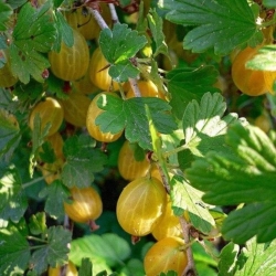 Крыжовник "Хиннонмаки Гелб" (Хиномаки) (желтый)