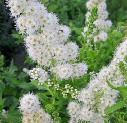 Спирея иволистная белая \ Spiraea salicifolia