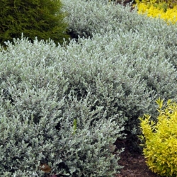 Ива ползучая Nitida/Salix repens Nitida