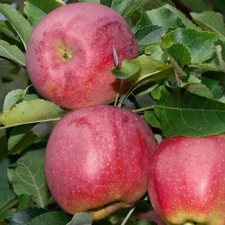 Яблоня "Флорина"(Франция)