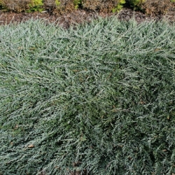 Можжевельник горизонтальный Глейсер/Juniperus horizontalis Gleiser