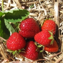 Клубника средняя "Маршал"