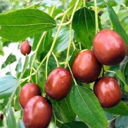 Зизифус Китайский 60