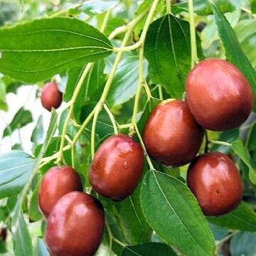 Зизифус Китайский 60