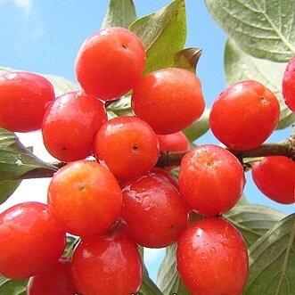 Кизил "Коралловый"