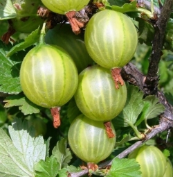 Крыжовник "Кубанец" (зеленый)